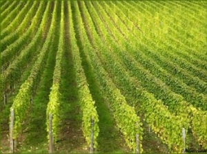 Vignoble vins d'Alsace 