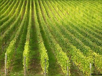 Vignoble vins d'Alsace