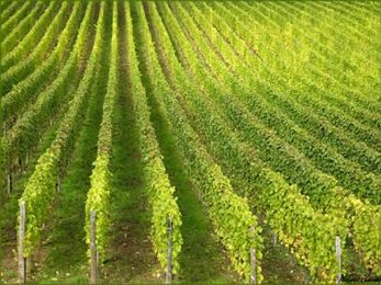 Vignoble vins d'Alsace Vignoble vins d'Alsace