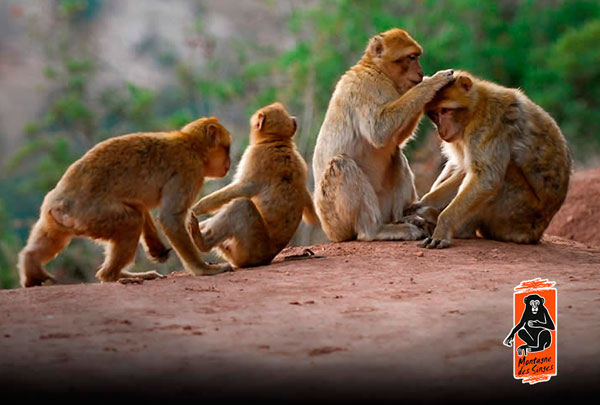 Montagne des singes à Kintzheim