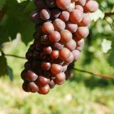 pinot gris